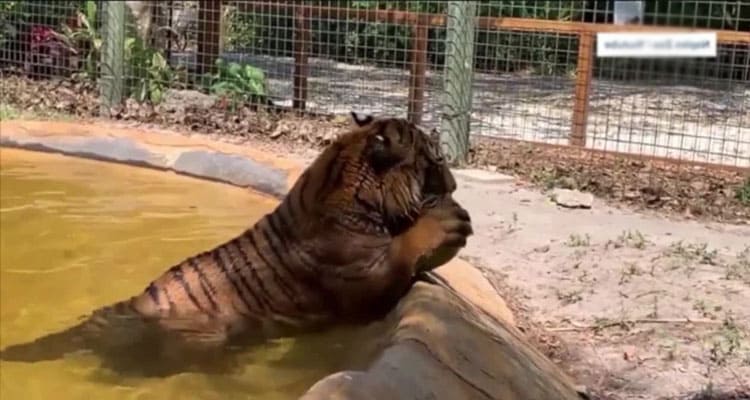 [Original Video] Naples Zoo Employee Tiger Attack: Is He Killed With Arm Weapon? Check Facts Now!