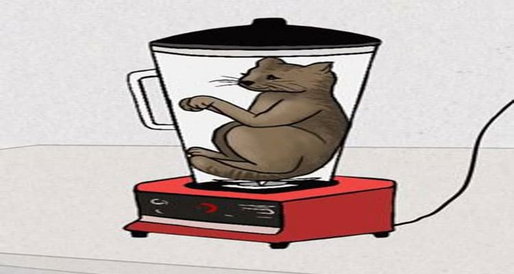 {Full Watch Video} Cat In Blender Real Video Footage: Are you looking for Bestgore Cat in a Blender video? Check What Is In The Chinese Man Puts Cat in Blender Original Video